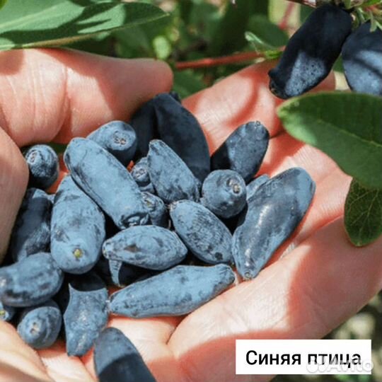 Жимолость. Саженцы жимолости