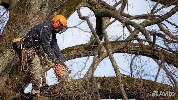 Спил деревьев