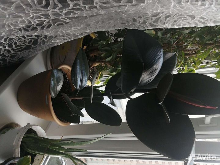 Фикус эластика абиджан