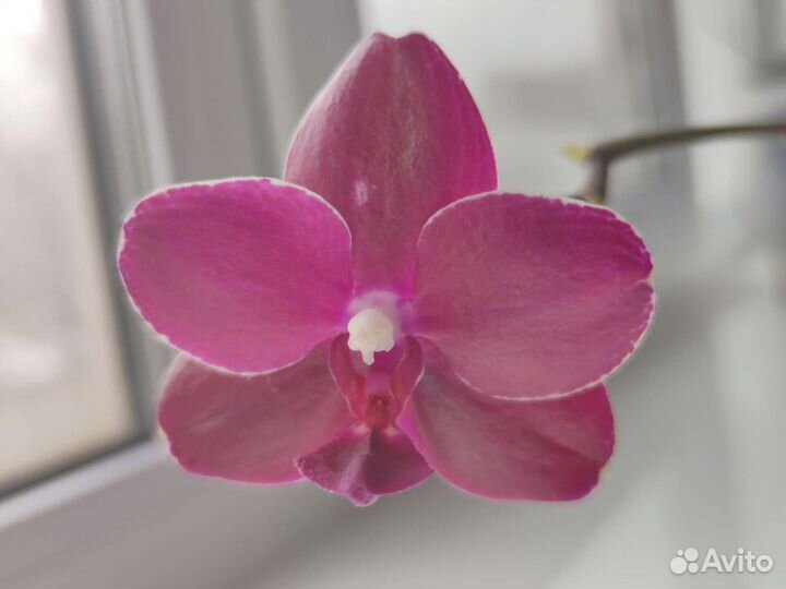 Орхидея фаленопсис Sogo Relex