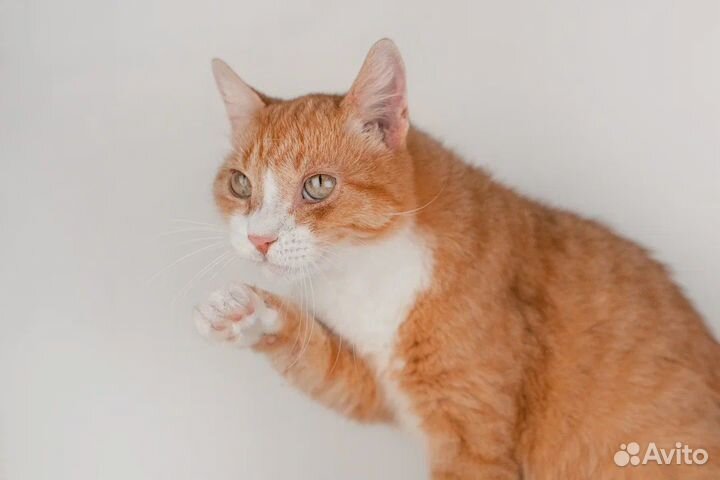 Рыжее счастье в поисках дома