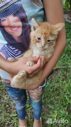 Маленькие котятки ищут свой дом