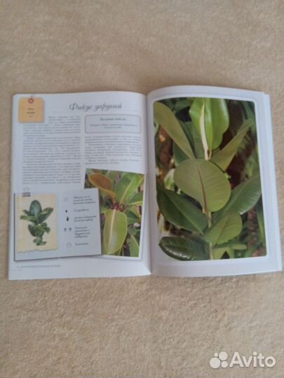 Комнатные растения