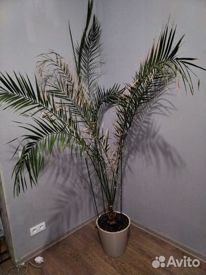 Финиковая пальма