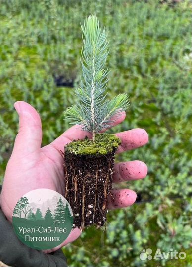 Зкс и окс Сосна Ель Лиственница сеянцы Голуб горн