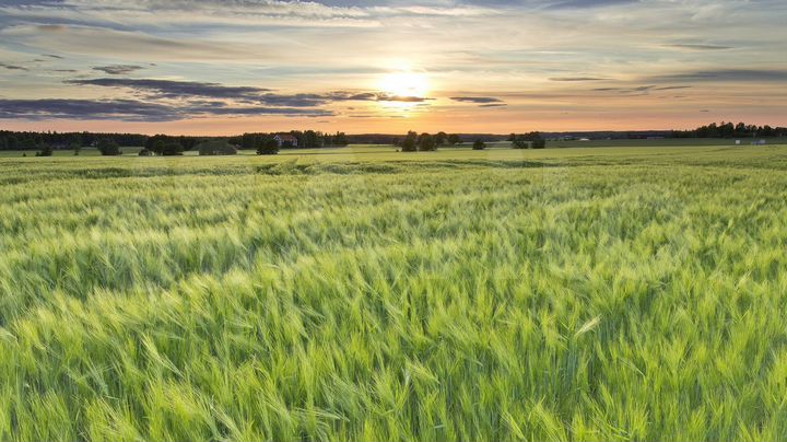 Участок 2,75 га (СНТ, ДНП)