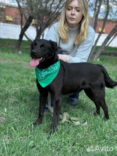 Молодая собака в добрые руки