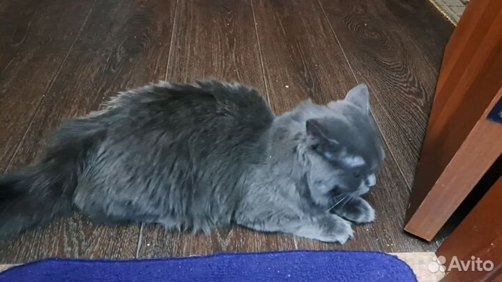 Отдам кота