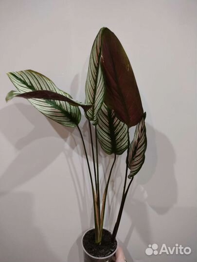 Филодендрон,монстера,аспидистра и др
