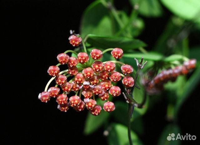 Хойя грацилис изящная