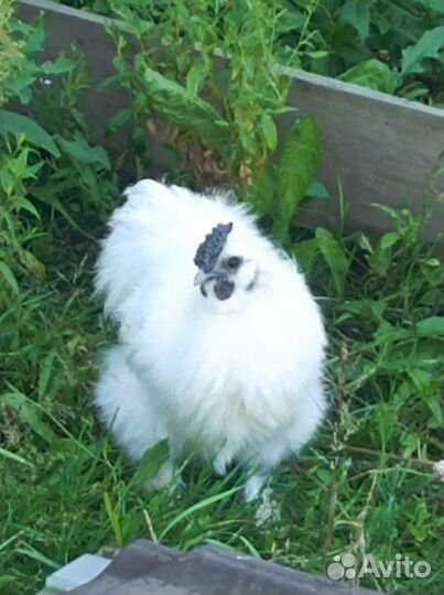 Петух китайский шелковый