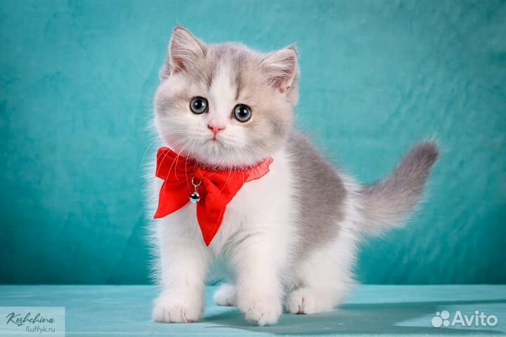 Британский голубой биколор