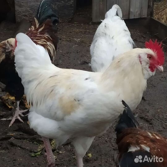 Петух