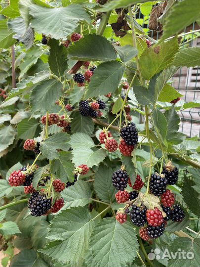 Ежевика ягода