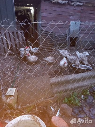 Мускусные утки