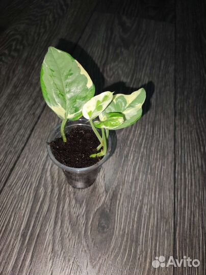 Сциндапсус н джой и глобал грин