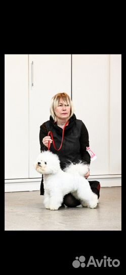 Вязка бишон фризе - чемпиона