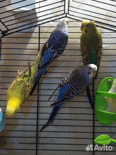 Волнистые попугаи