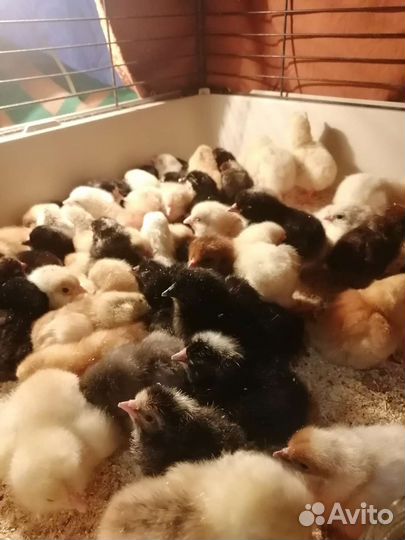 Цыплята