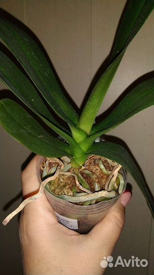 Орхидея Ching Ann Diamond пелорик