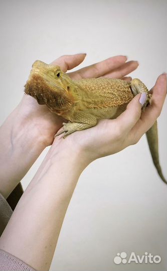 Передержка кроликов, грызунов, птиц