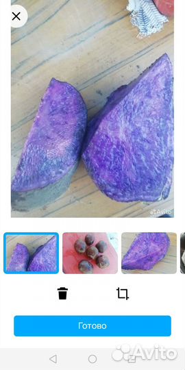 Картофель фиолетовый (синий) семенной