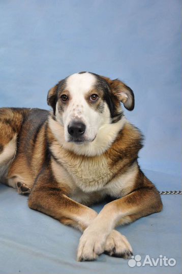 Рэй ждет свой дом