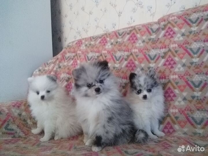 Шпицы щенки