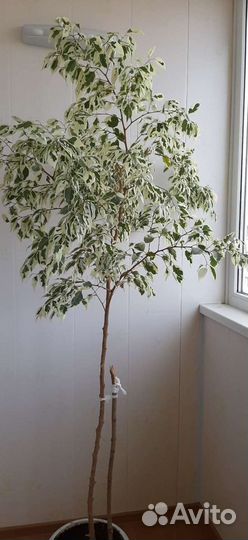 Фикус бенджамина пестролистный,около 2 метров