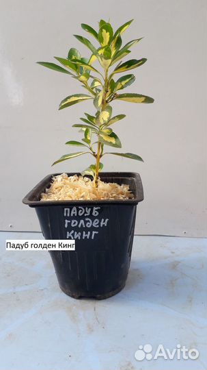 Декоративные кустарники