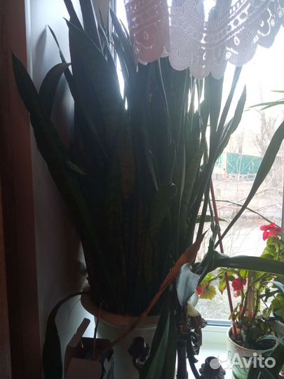 Молочай,цветы