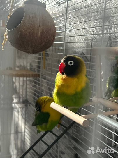 Попугаи неразлучники масковые