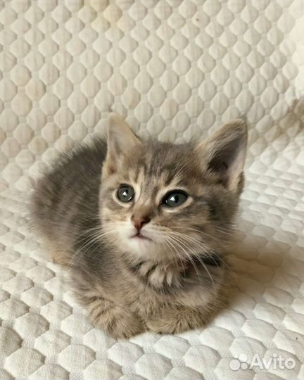 Котик - малышок