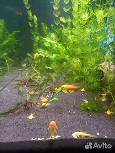 Сомики анциструсы золотой