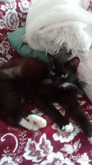 Кошка в дар бесплатно