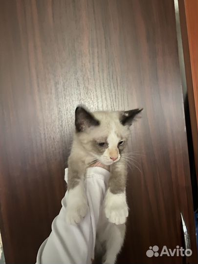 Кошки в добрые руки бесплатно