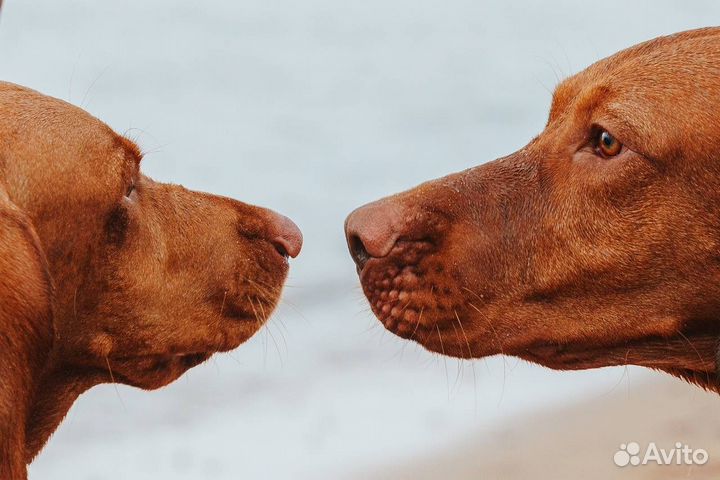 Венгерская выжла