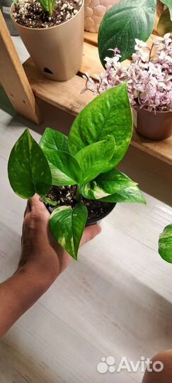 Эпипремнум золотистый