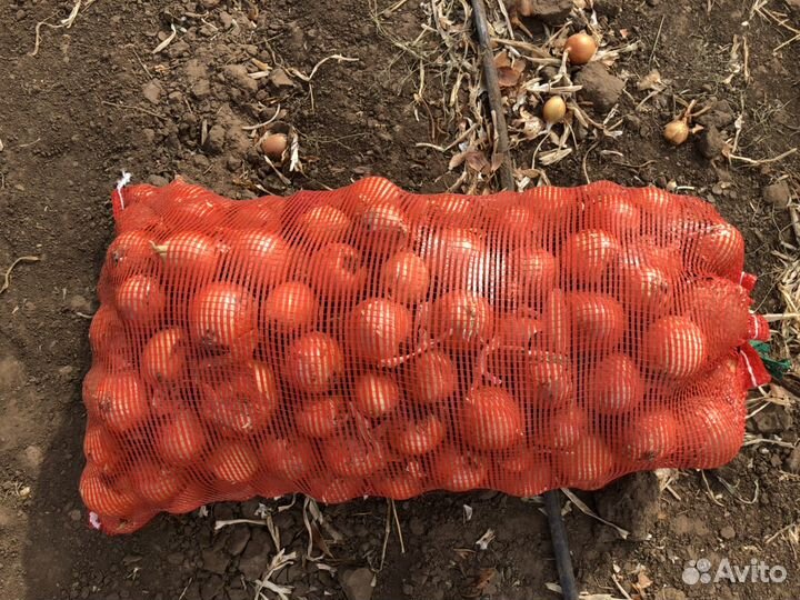 Лук репчатый