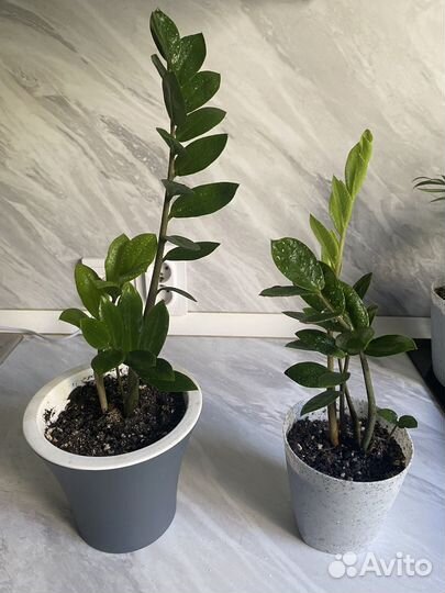 Замиокулькас