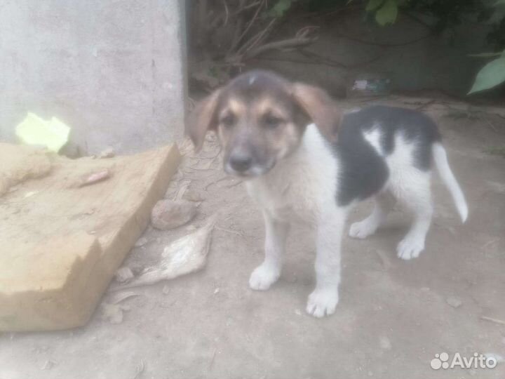 Щенки бесплатно