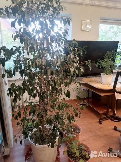 Цветы для офиса