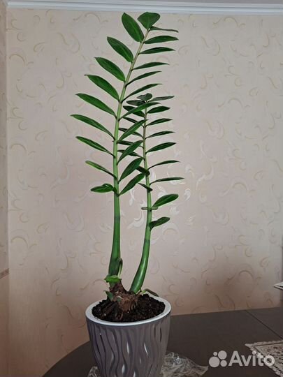 Замиокулькас