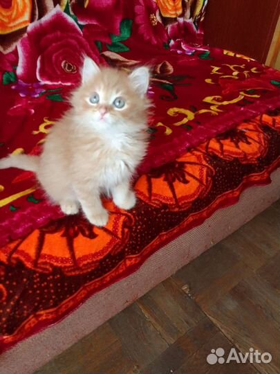 Персидский котенок