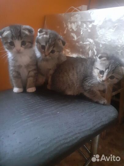 Продам котят