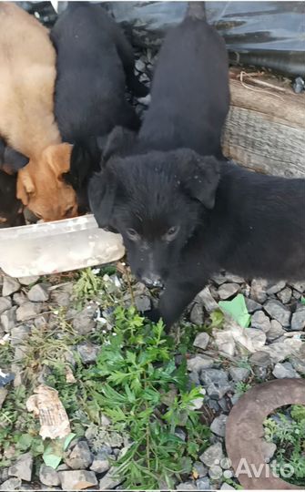 Щенки бесплатно