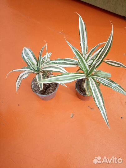 Драцены в ассортименте