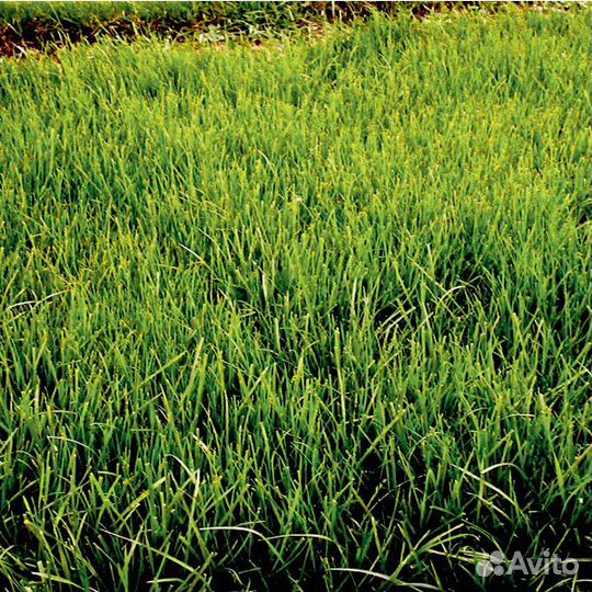 Райграс пастбищный. Семена оптом