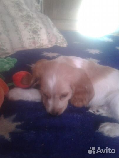 Русский спаниель