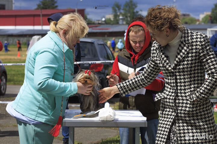 Йорк чемпион вязка